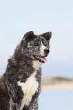 AKITA INU 156
